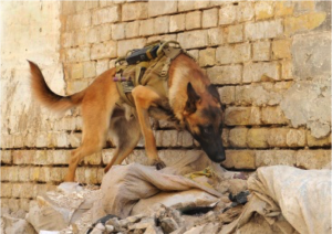 service_dog01-300x212